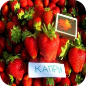 Клубника "Капри" Клубника "Капри"